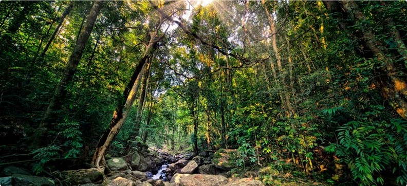 foto tropisch regenwoud